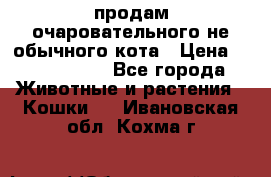 продам очаровательного не обычного кота › Цена ­ 7 000 000 - Все города Животные и растения » Кошки   . Ивановская обл.,Кохма г.